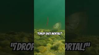 “¡Black Bass acechando al Drop Shot! 🎣 #shorts
