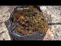 Mexico races to clean crude from Veracruz coastline