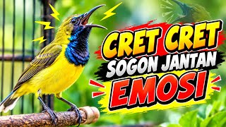 PANGGILAN SOGON JANTAN CRIET CRIET CIET CIET SOGON MU PASTI LANGSUNG EMOSI