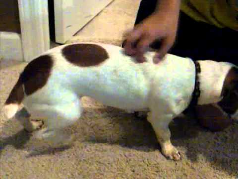 My Dogs Weird Tickle Spot