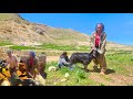 Nomadic Adventure: Herding Sheep and Milking Milk