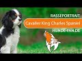 Cavalier King Charles Spaniel [2018] Rasse, Aussehen & Charakter