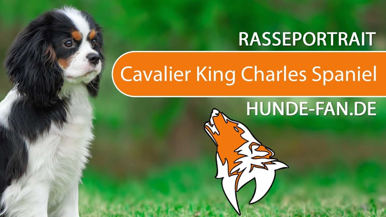 cavalier king charles spaniel dog show 2018