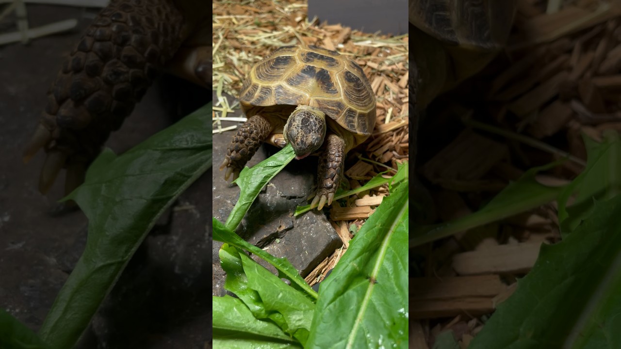 So crunchy 🌿🐢 #russiantortoise #tortoise #reptiles #cute #asmr #eating