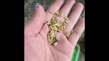 Small Rice Color Sorter Paddy Sorting Machine Rice Milling Machine