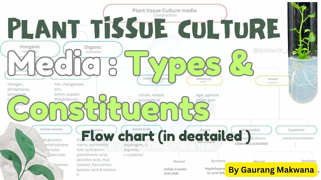 Plant Tissue Culture Media Explained | Key Types, Components ...