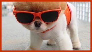 Boo The Worlds Cutest Dog Ever by Puppy Love 12,266 views 8 years ago 12 minutes, 59 seconds