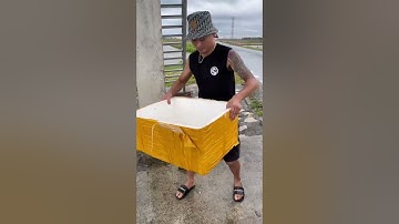 Câu cá nheo sông về rán giòn