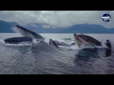 Vídeo: Os Proprietários Dos Oceanos Do Mundo - Visão Alternativa