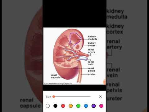 The Nephron (structure) - YouTube