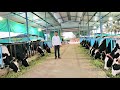 Dairy Farming by Chaudhari Brother&#39;s l 500 lit Milk Daily l