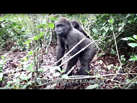  動きが大阪のオバチャン。ゴリラの野生はどこいった？