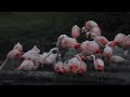チューリッヒ動物園　夜のガイドツアー　フラミンゴ（独語 ）Zurich Zoo Night Guided Tour　Chilean flamingo 2019 0613