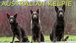 AUSTRALIAN KELPIE ORIGINS, PHYSICAL APPEARANCE, TRAINING, NUTRITION OF A WORKING DOG.