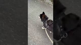 大型犬の気配を感じ取った柴犬 #柴犬 #shibainu #黒柴