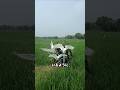 おとり鳥で野鳥を捕まえる伝統技