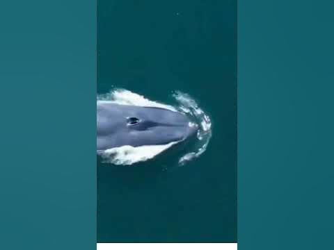 The Original Sound of Blue Whale | 188 decibels, it can be heard up to