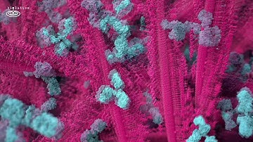 Alpha-Synuclein fibres