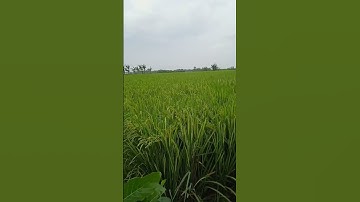 sesal#eva kholiq#mahesa music#dangdutkoplo #sawah