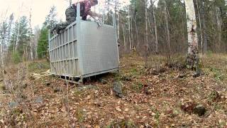 Tigre Siberiano Dejado En Libertad En Rusia