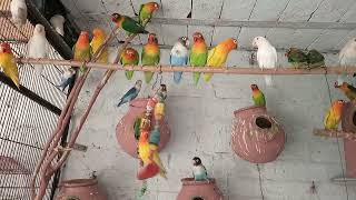 Breeding season at there end in Love birds colony.