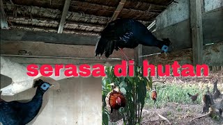 burung sempidan dan ayam hutan merah super jinak