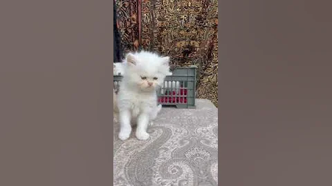 Video 6790211: persian cat baby beautiful, persian cats animals