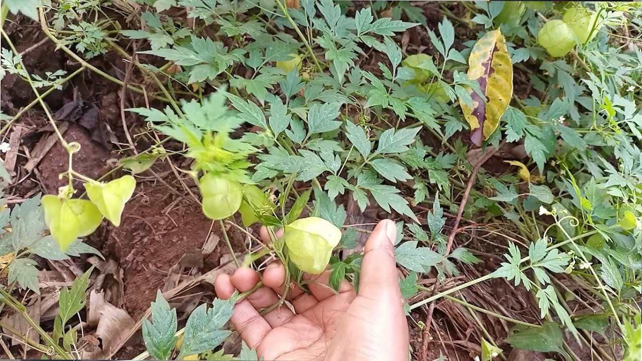 Edagala Lilino Baliyita Akambula Oba Olunyereketo Obadde Okimanyi Nti Akambula Bwekati Bwekafanana
