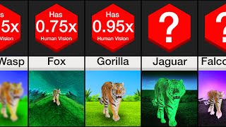 Comparison: Animal Vision (PART 2)