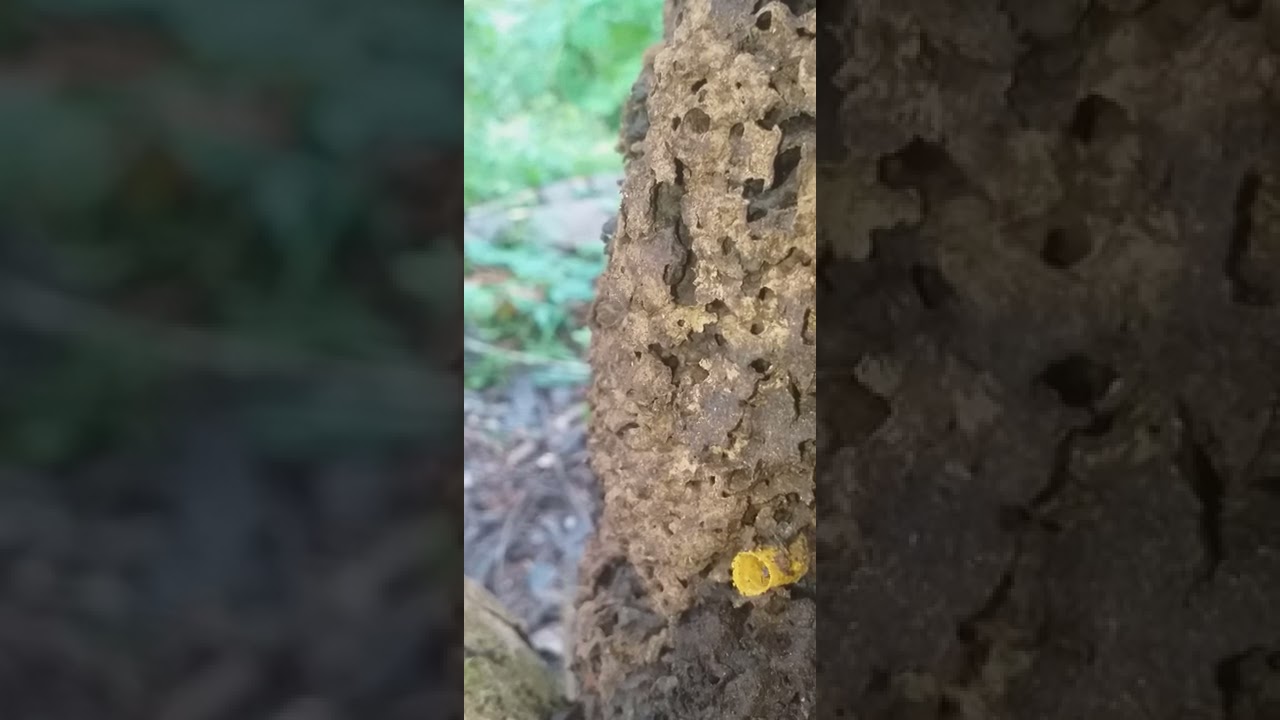 Jataí preta do cupim(Scaura Amazônica), antes do resgate