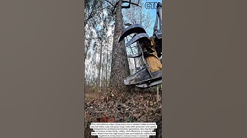 Extreme Tree Harvester in Action – Powerful Feller Buncher Cutting a Massive Tree!