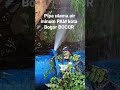 Pipa utama PAM kota Bogor BOCOR! | sudah cukup lama.