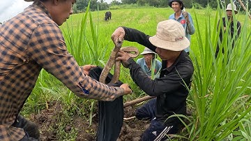 vào khu nhà hoang tìm Rắn độc | ngàn cá gò công #105