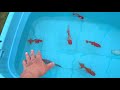 動画で家庭菜園＆金魚『3月定期報告…ハウス内、金魚と苗、トマト芽吹きました！』2019.3.29