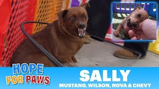 Pregnant homeless dog finally rescued - her puppies are the CUTEST! Pregnant homeless dog finally rescued - her puppies are the CUTEST!