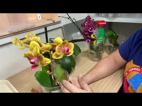 ОРХИДЕЯ КВЁЛАЯ и корни орхидеи не работают, как взбодрить фаленопсис