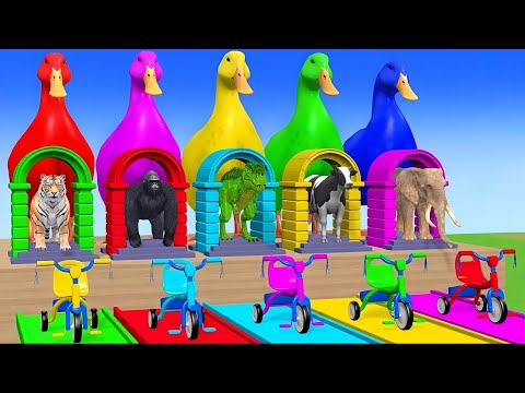Funny Animals Long
