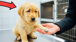 картинка: Щенок умоляет ветеринара не усыплять его. Ветеринар расплакался, когда понял, почему!
