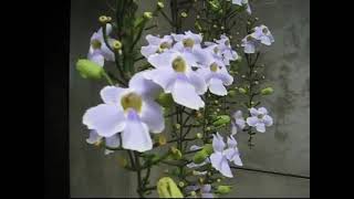 后里苗圃的大鄧伯花
