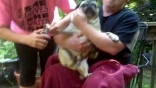 Funny Pug Nail Clip- Bandit
