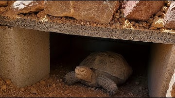 Desert Tortoise Moves In