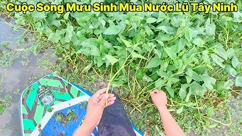Cuộc sống Trên Dóng Nước Lũ " Sông Vàm Cỏ Đông Tây Ninh