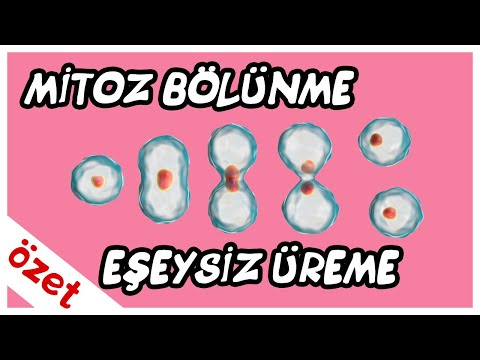 Mitoz Bölünme ve Eşeysiz Üreme Özet / TYT Biyoloji