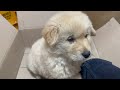 Baby Dog Puppies Cute #dog #videos #youtube