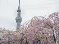 恋する0 1  杉真理