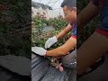 Pressing down rose branches #shorts #plantingtips