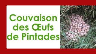 Comment Améliorer la Couvaison Naturelle des Œufs de Pintades ?