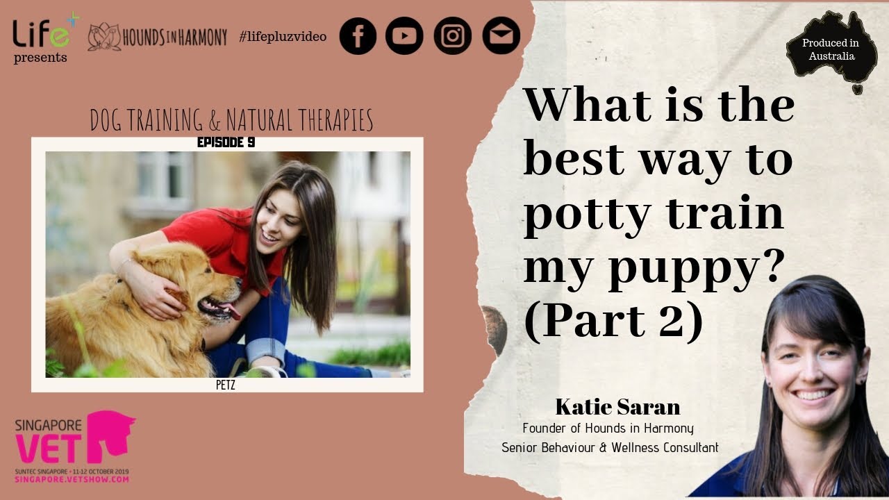 What Is The Best Way To Potty Train My Puppy? Part 2 YouTube