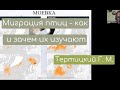 Миграции птиц: как и зачем их изучают. Тертицкий Г.М., к.г.н.