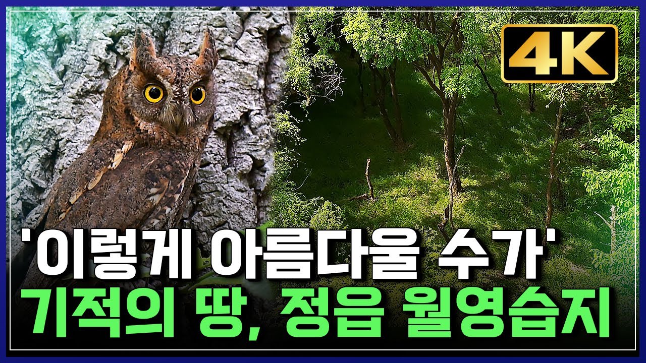 [4K 영상] 365일 물에 잠긴 늪, 산이 품은 숨겨진 생명터, 정읍 월영습지 아름다운 비경 공개 [반복재생] / YTN 사이언스